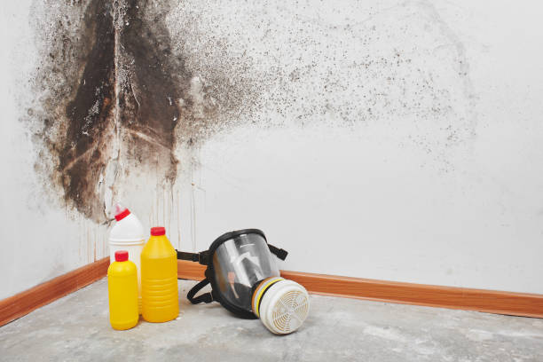 Best Black Mold Removal  in Fort Stockton, TX