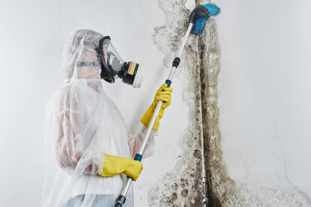 Best Fast Mold Removal  in Fort Stockton, TX