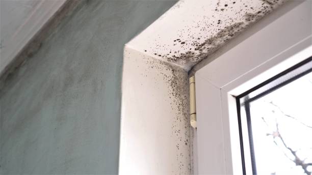 Best Emergency Mold Removal  in Fort Stockton, TX