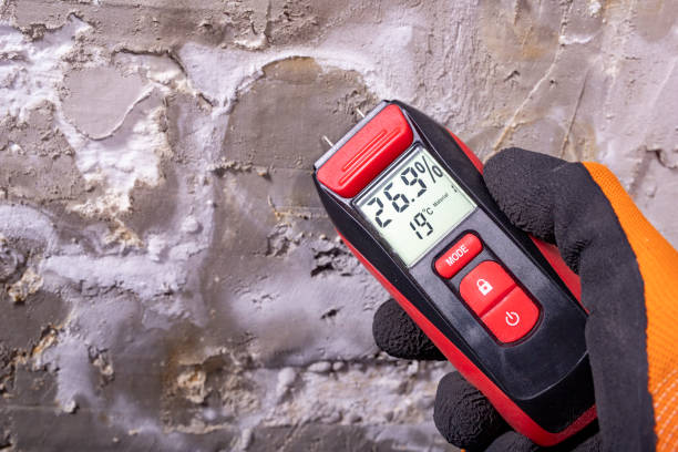 Best Fast Mold Removal  in Fort Stockton, TX