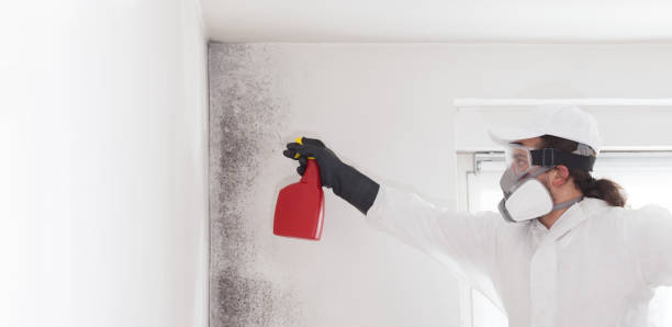 Best Same-Day Mold Removal  in Fort Stockton, TX