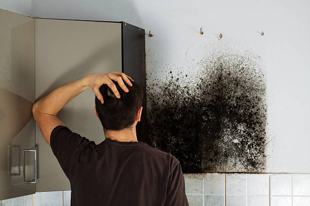 Best Commercial Mold Removal  in Fort Stockton, TX