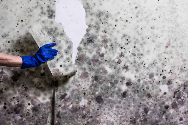 Best Home Mold Removal  in Fort Stockton, TX