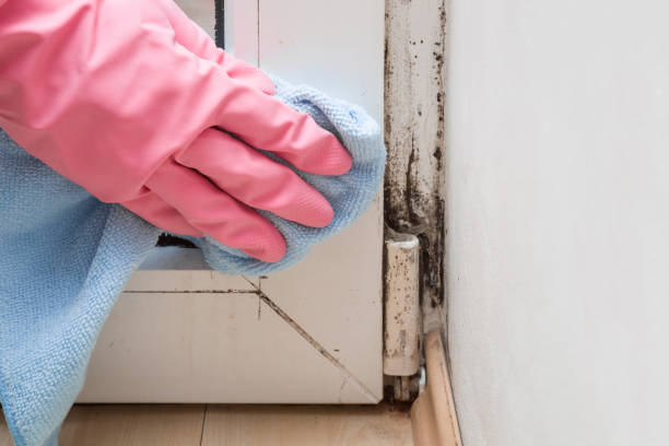Best Best Mold Removal Companies  in Fort Stockton, TX